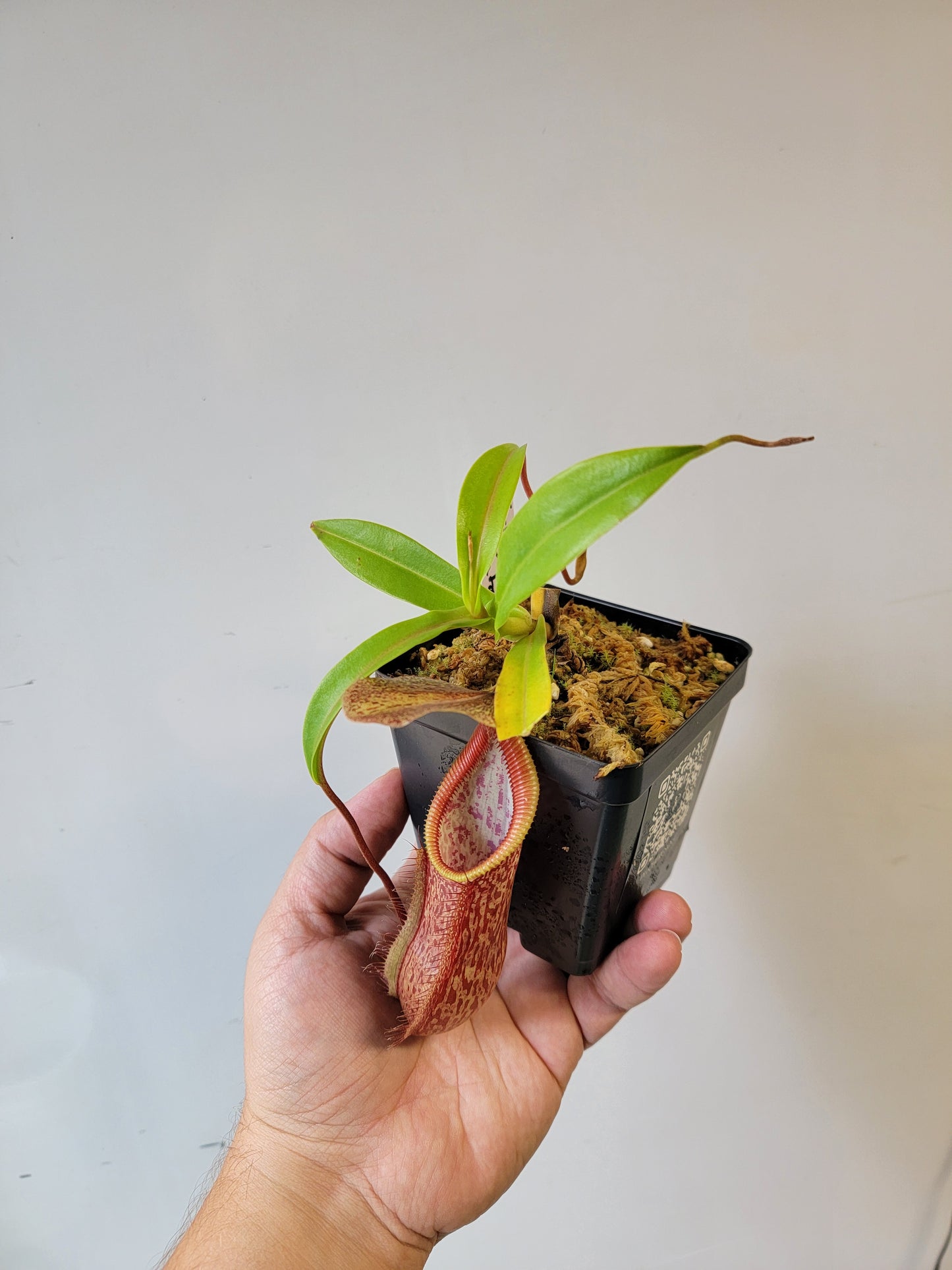 Nepenthes singalana x hamata BE