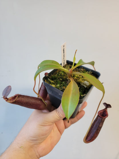 Nepenthes spectabilis x lowii BE