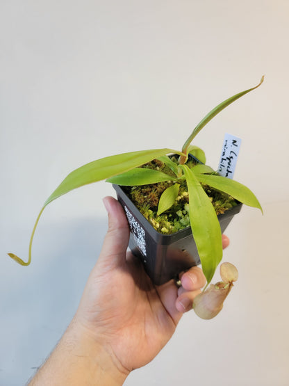 Nepenthes spectabilis x mirabilis var. globosa BE