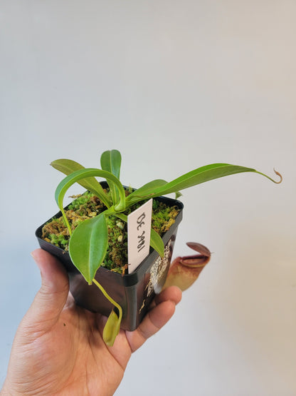 Nepenthes spathulata x tenuis BE