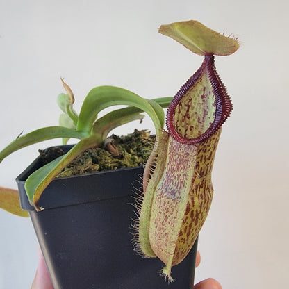 Nepenthes spathulata x hamata 'Tambusisi' BE