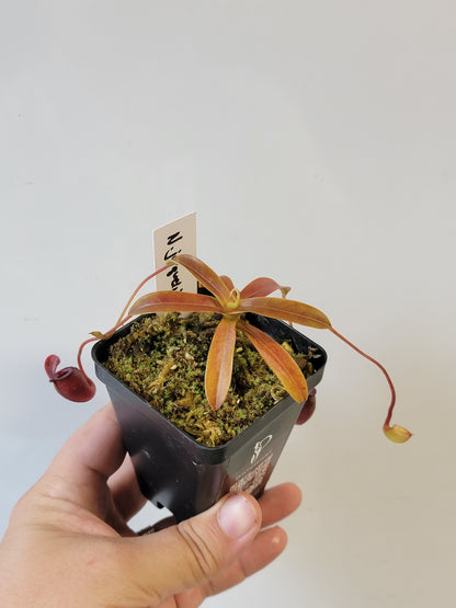 Nepenthes jacquelineae BE
