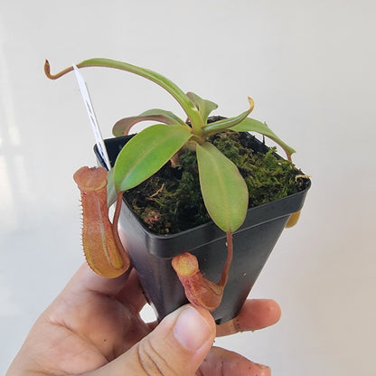Nepenthes burkei x burbidgeae x edwardsiana BE