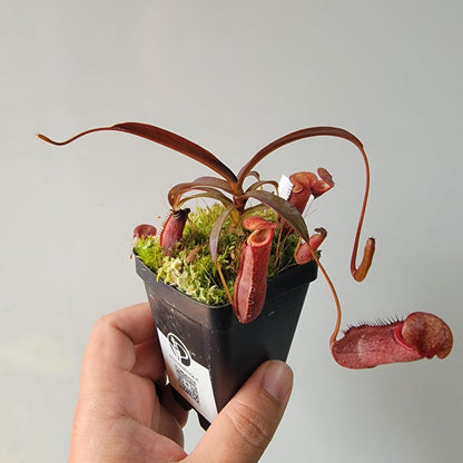 Nepenthes densiflora BE