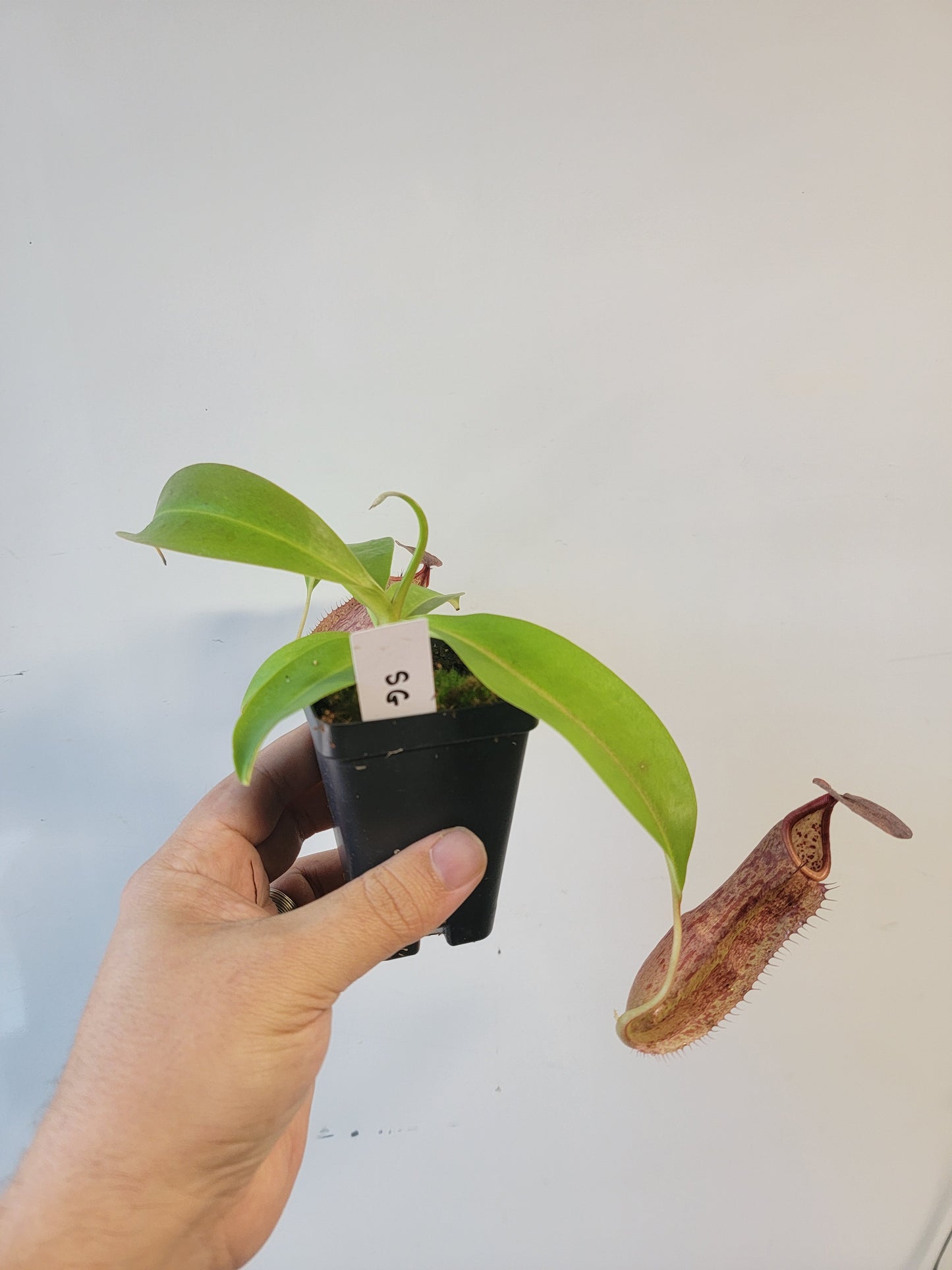 Nepenthes boschiana x sanguinea SG