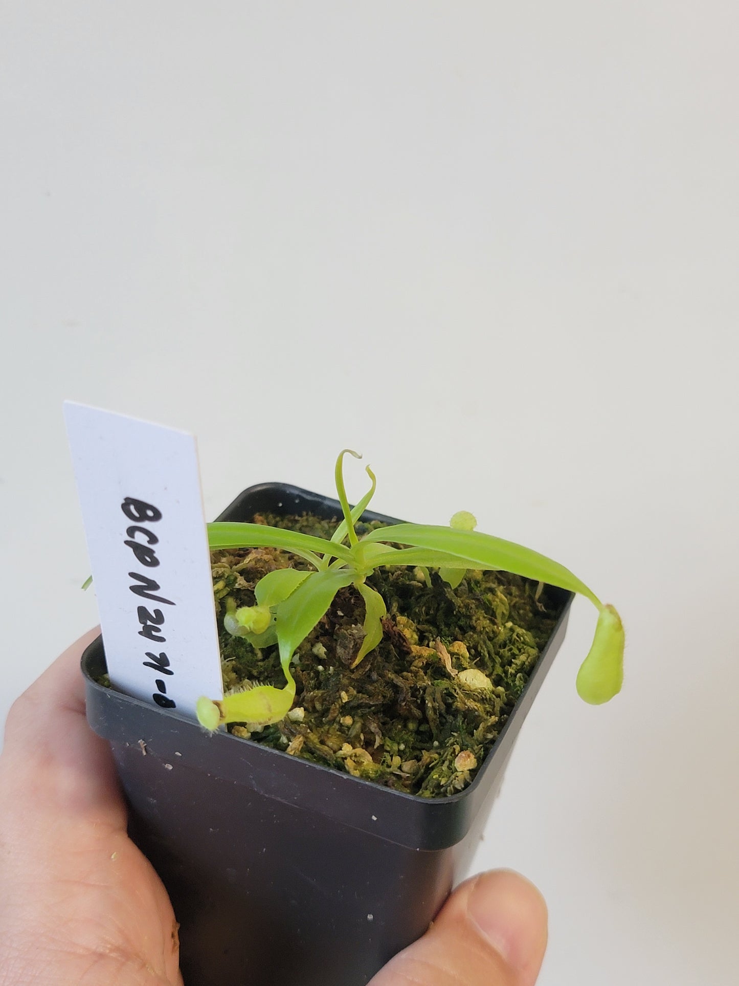 Nepenthes eustachya x gracilis BCP