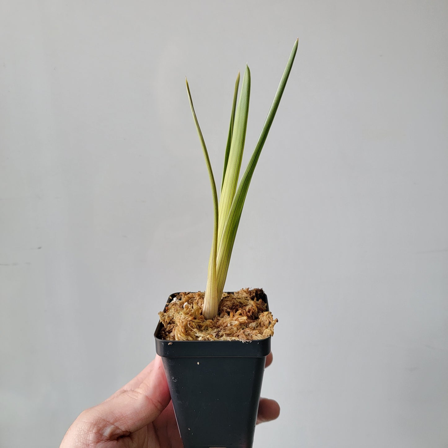 Brocchinia reducta BCP