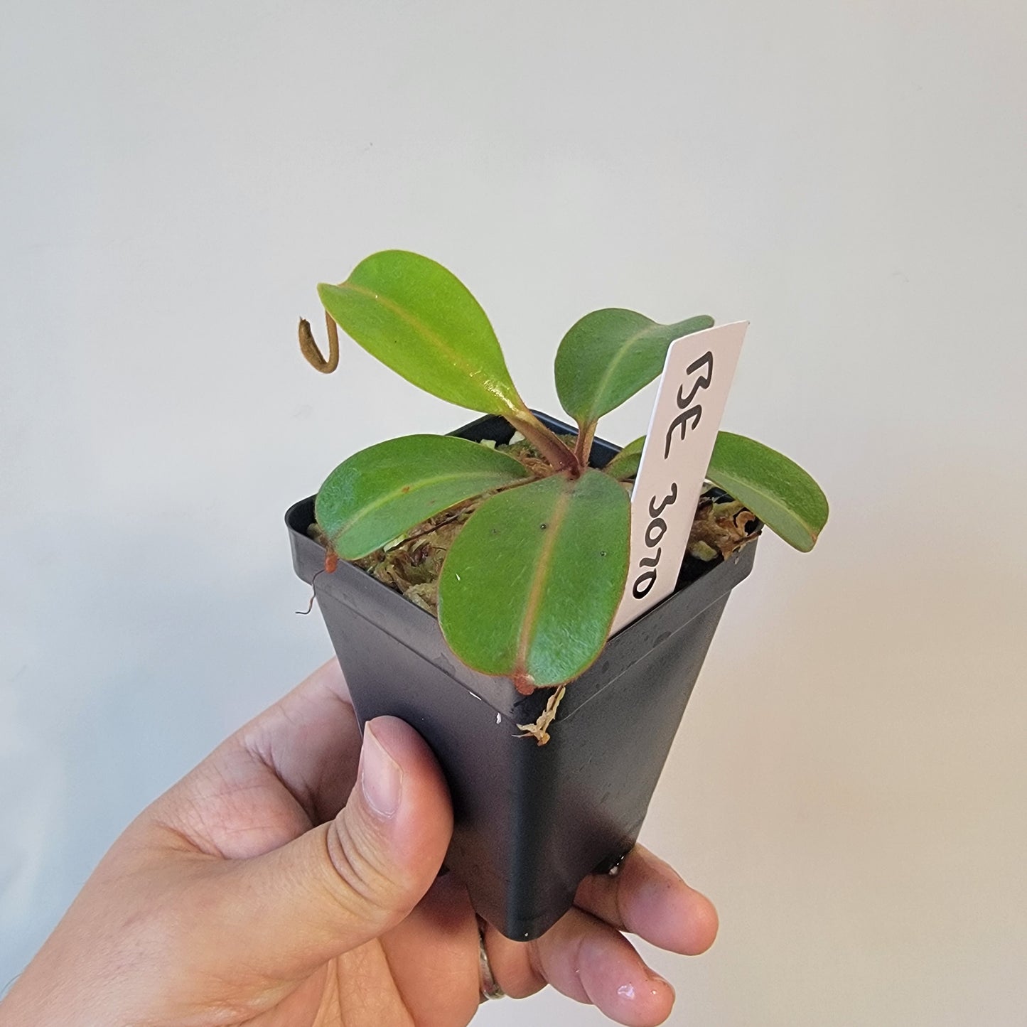 Nepenthes dactylifera BE
