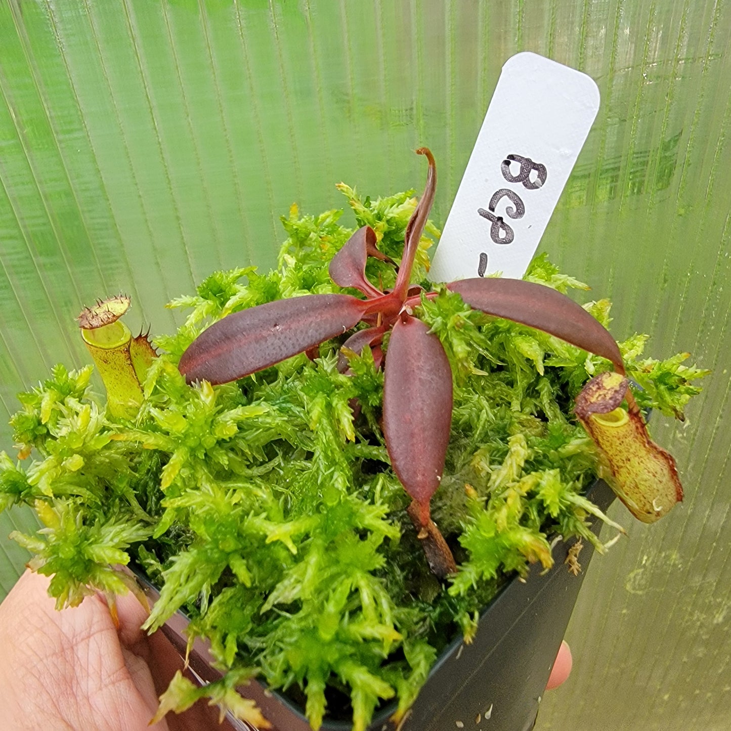 Nepenthes ceciliae BCP