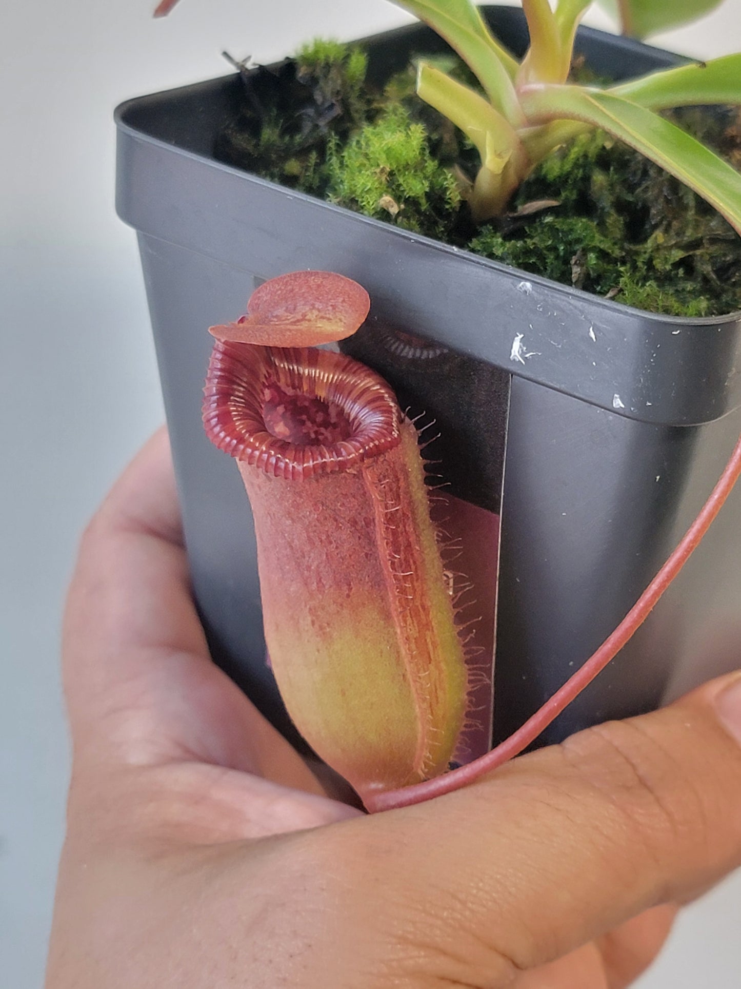 Nepenthes sibuyanensis x lowii BE