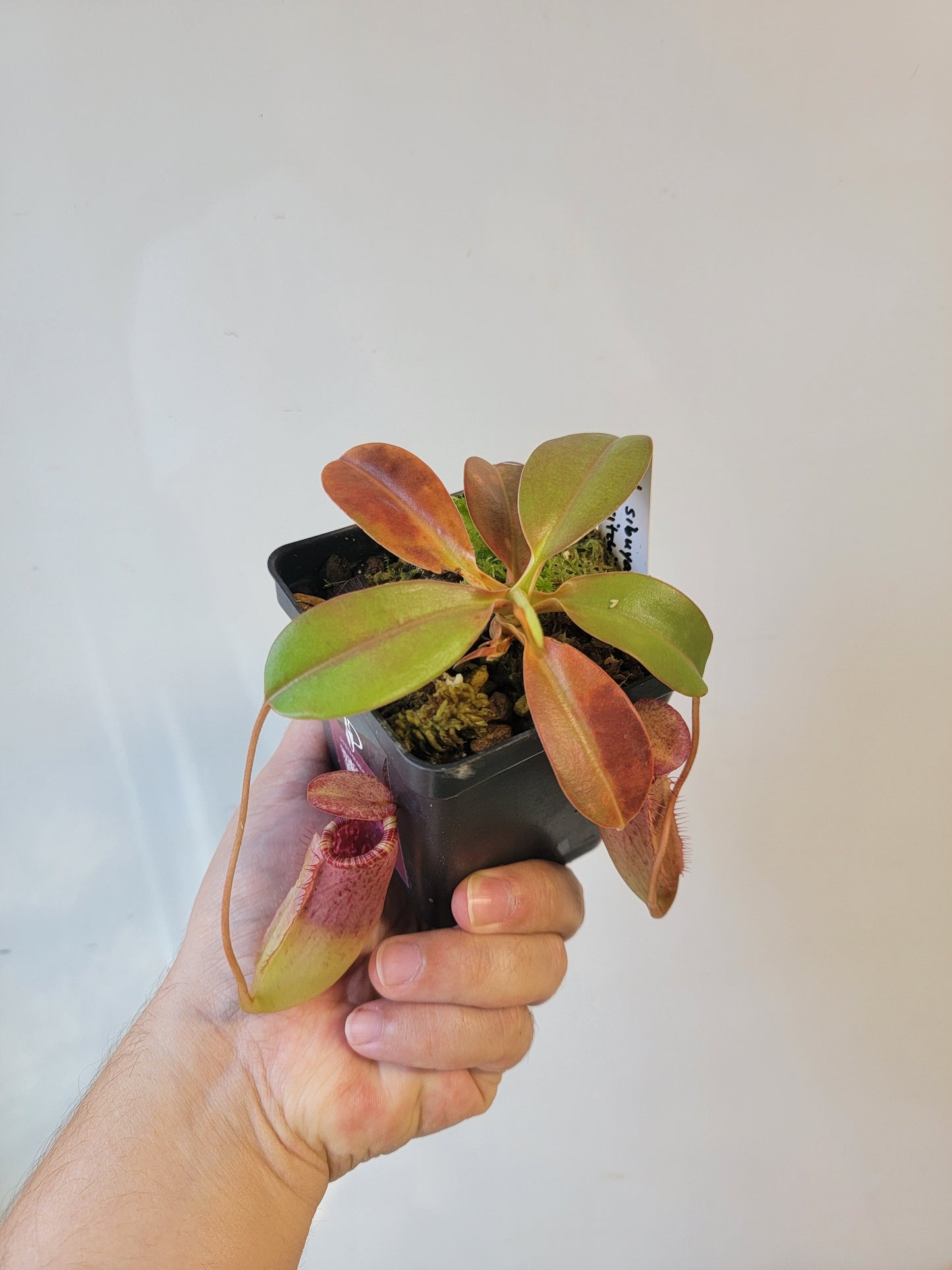 Nepenthes sibuyanensis x veitchii x lowii BE