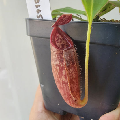 Nepenthes talangensis x glandulifera BE