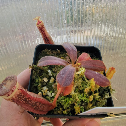 Nepenthes veitchii x platychila BE