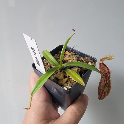 Nepenthes singalana x hamata BE