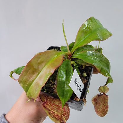 Nepenthes viking x lowii x campanulata 'Giant' PP