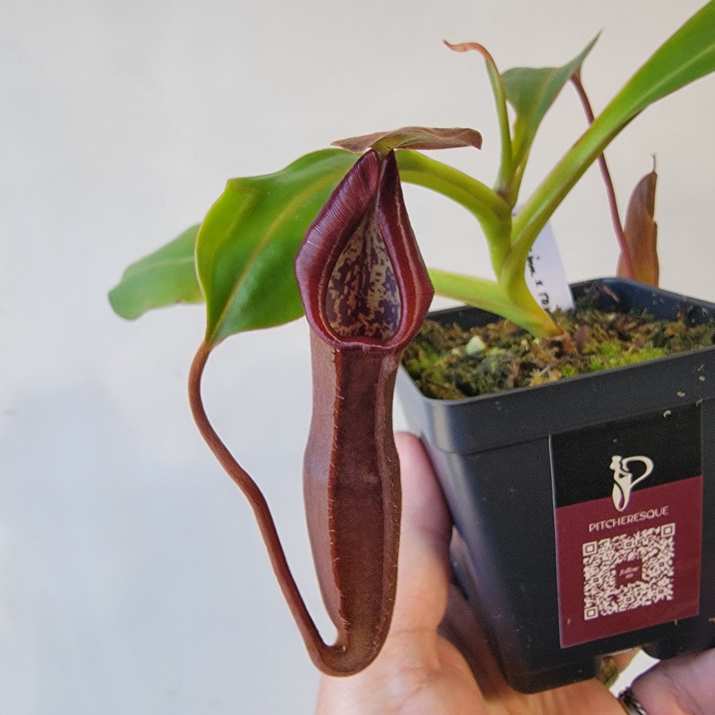 Nepenthes maxima x ramispina BE