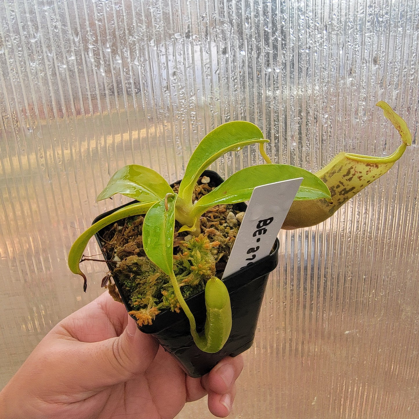 Nepenthes spathulata x campanulata BE