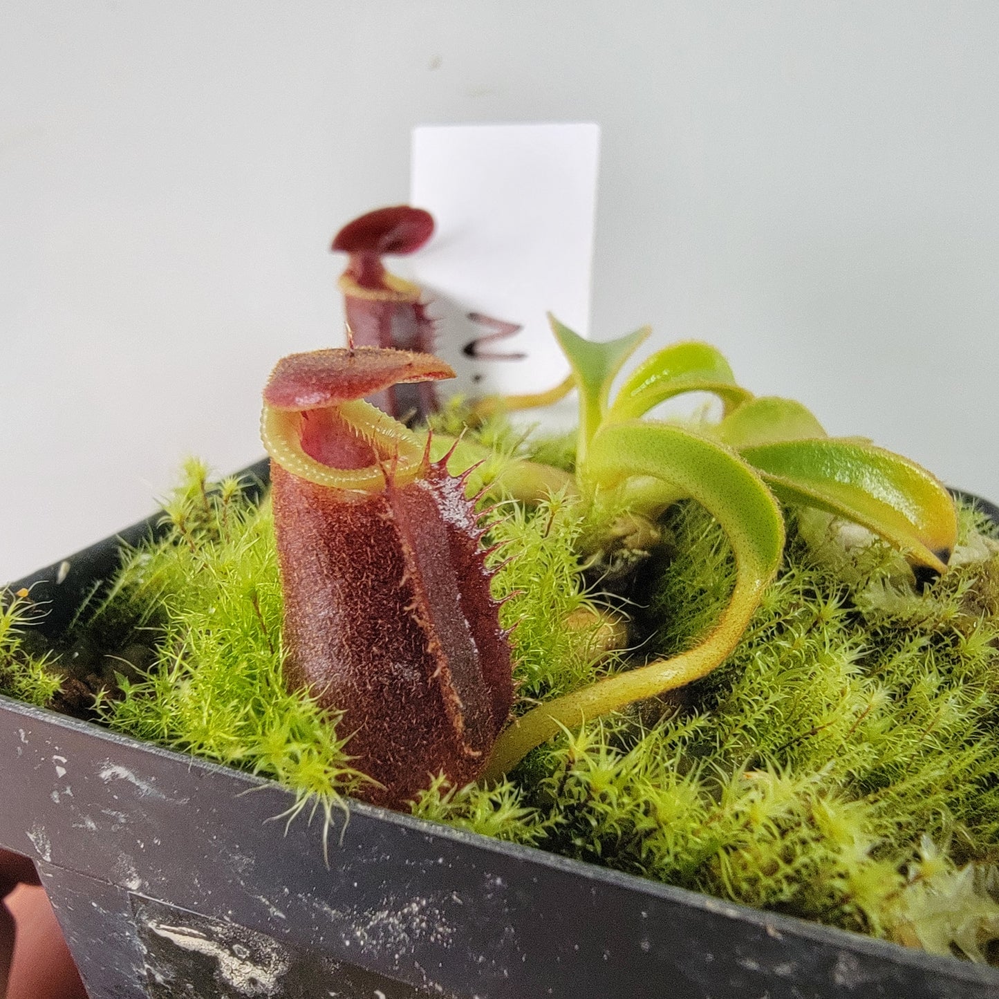 Nepenthes lowii BE *New Clone*