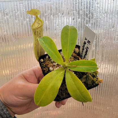 Nepenthes spathulata x campanulata BE