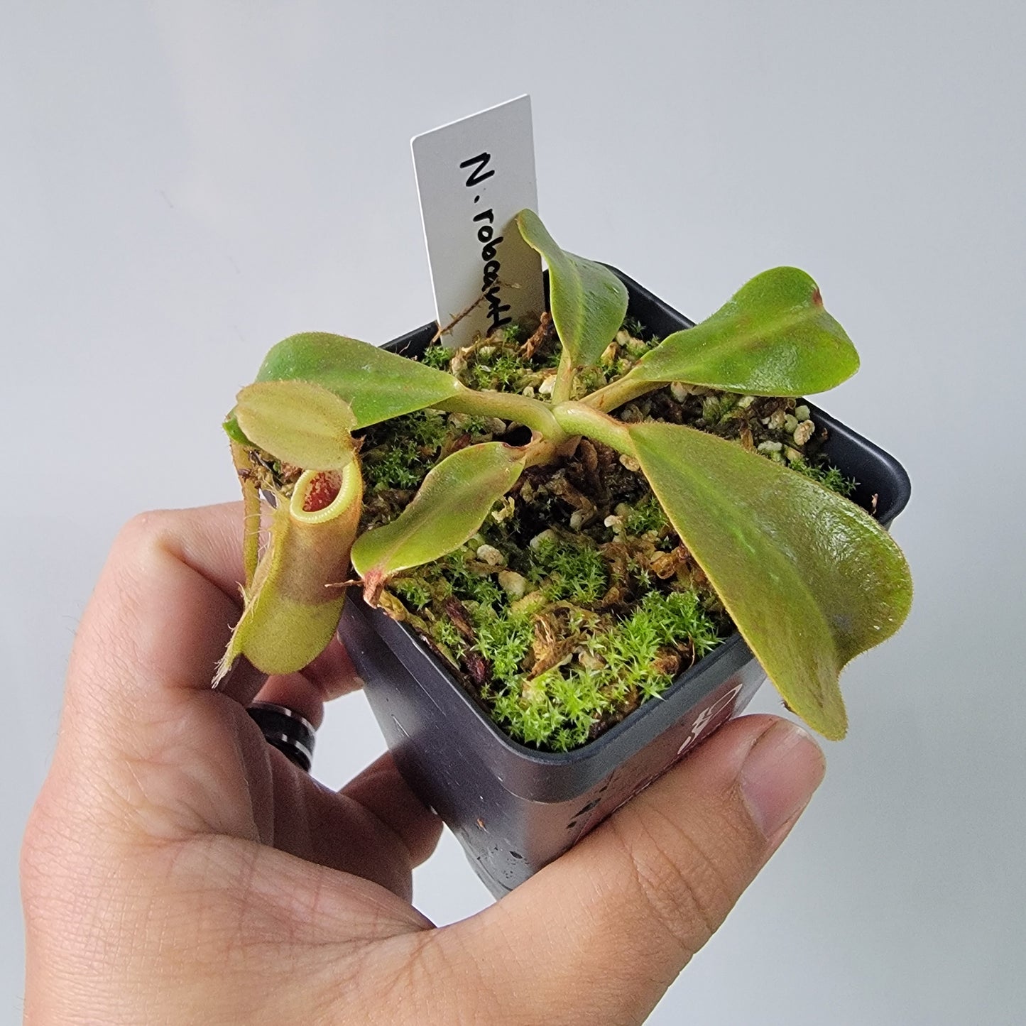 Nepenthes robcantleyi x veitchii 'Sungai Samba' BE