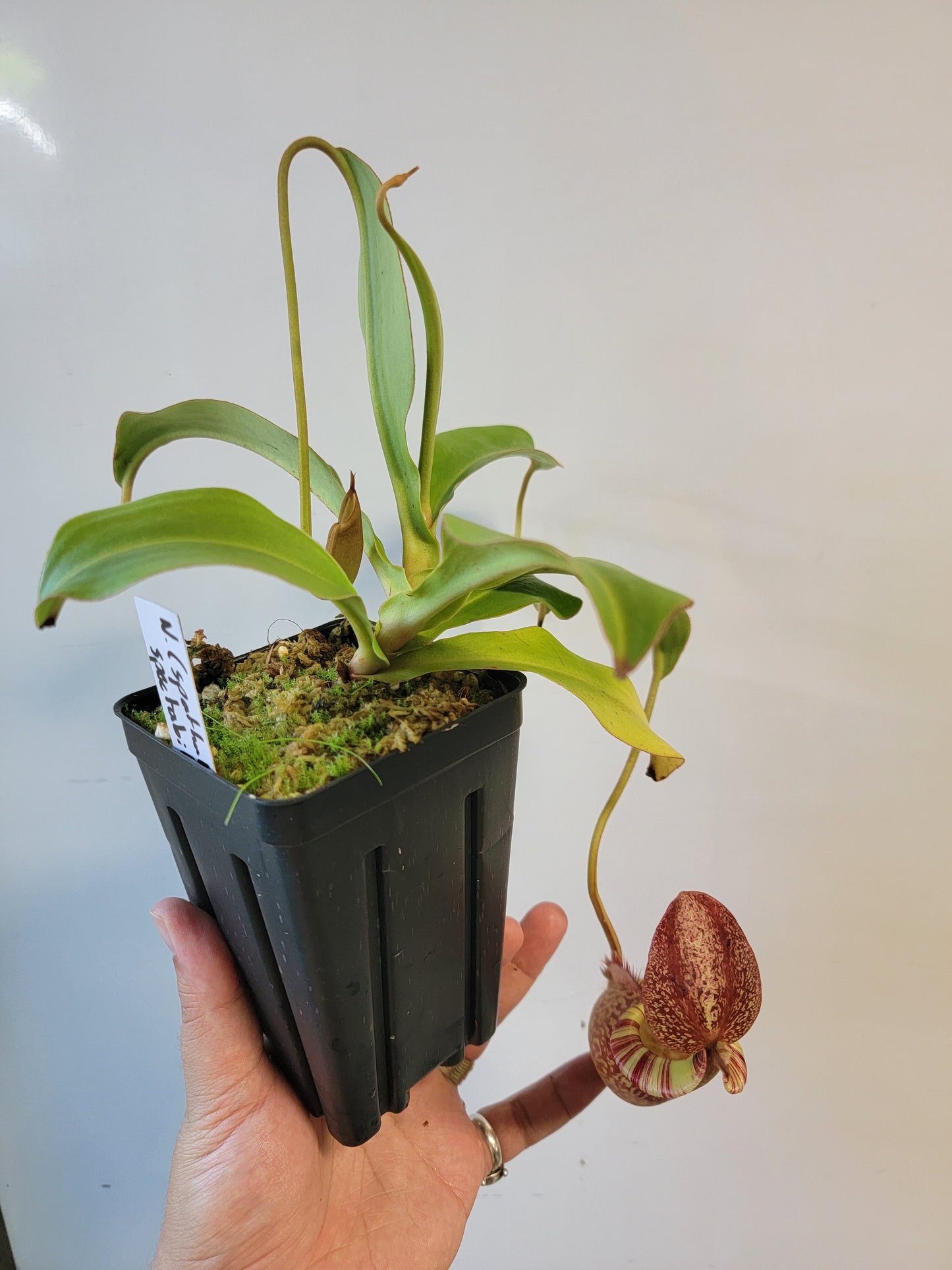 Nepenthes spathulata x spectabilis BE