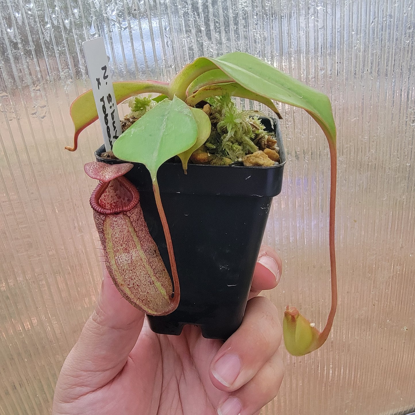 Nepenthes sibuyanensis x robcantleyi BE