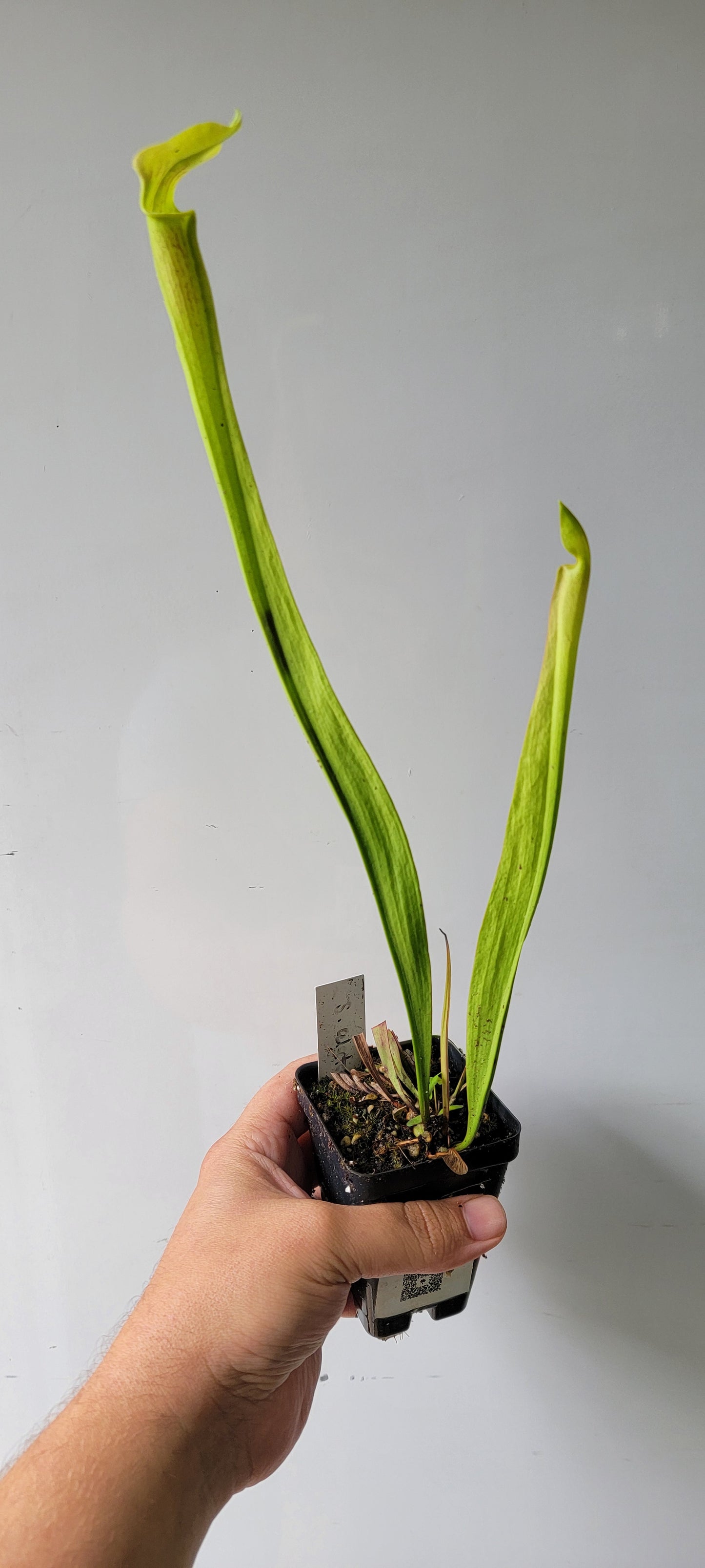 Sarracenia alata