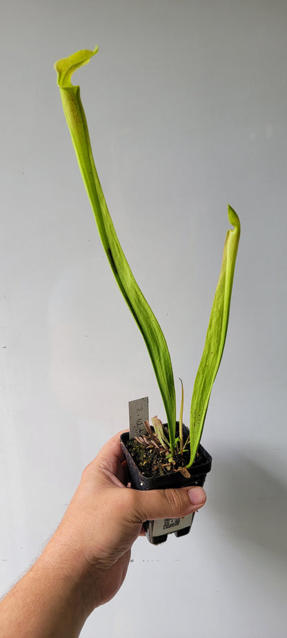 Sarracenia alata