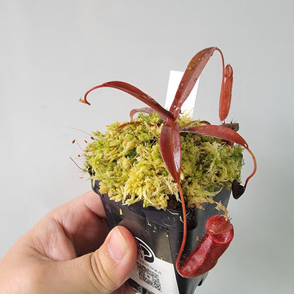 Nepenthes densiflora BE