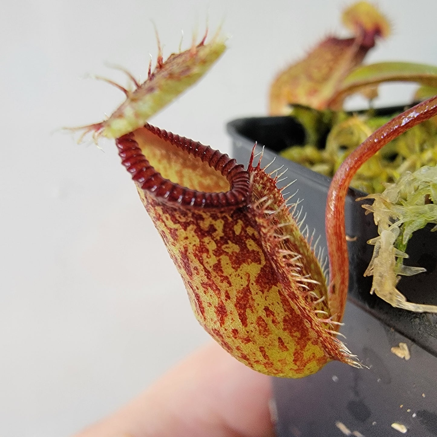 Nepenthes burkei x hamata BE