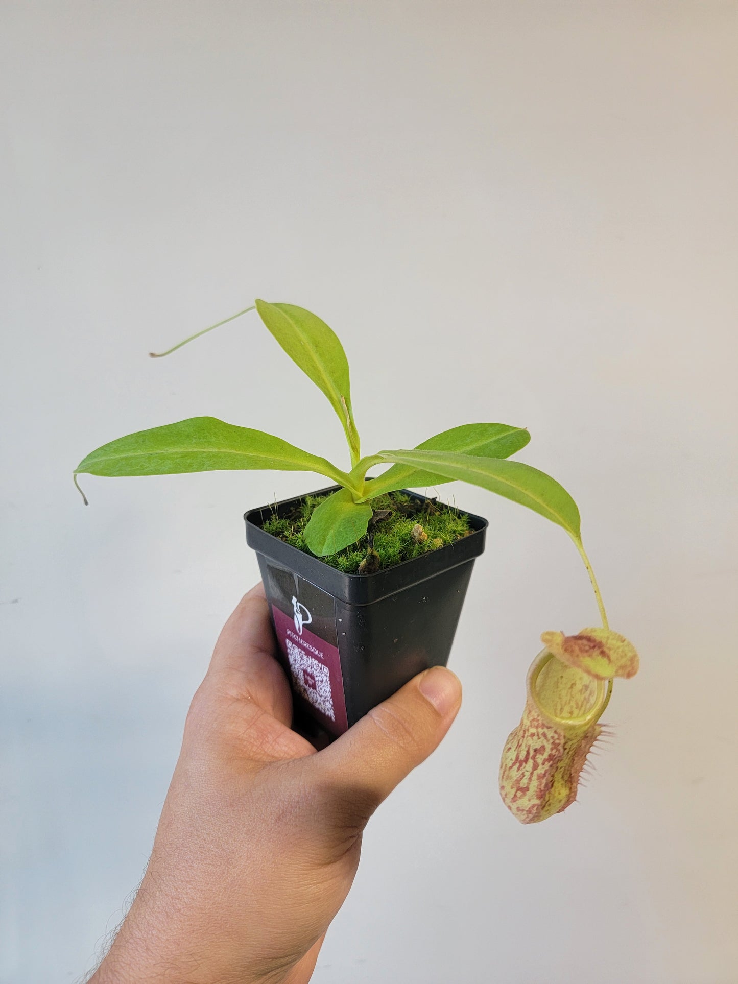 Nepenthes thorelii x maxima (x Rokko) MBRS clone