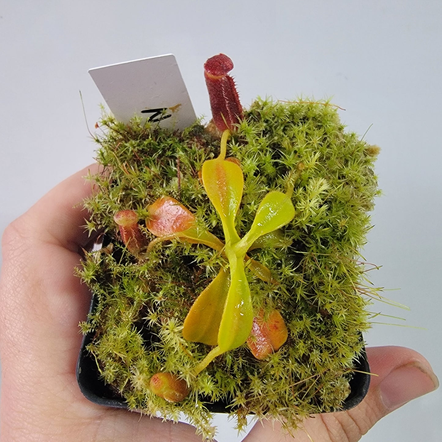 Nepenthes lowii BE