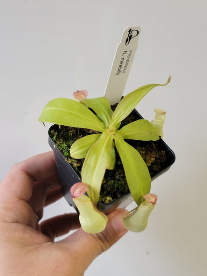 Nepenthes mirabilis 'variegata' *REVERTED*
