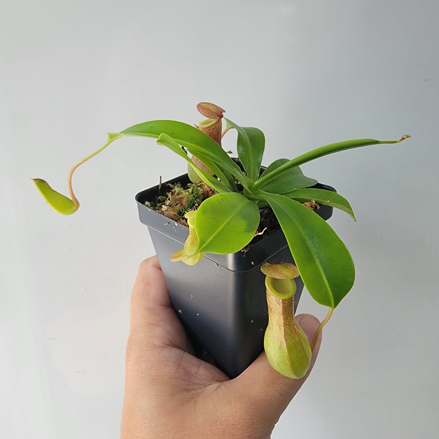 Nepenthes "Ventrata"