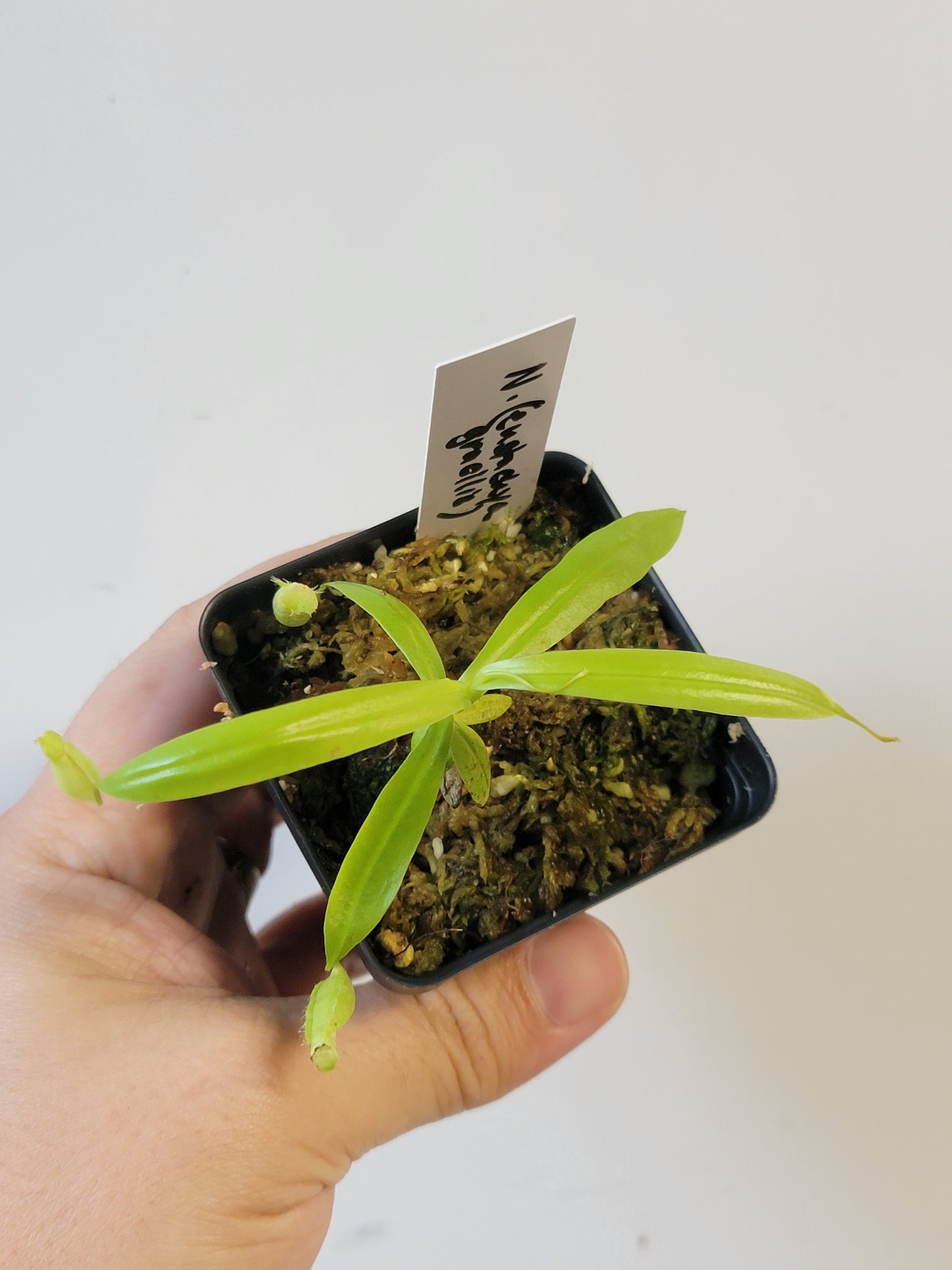Nepenthes eustachya x gracilis BCP
