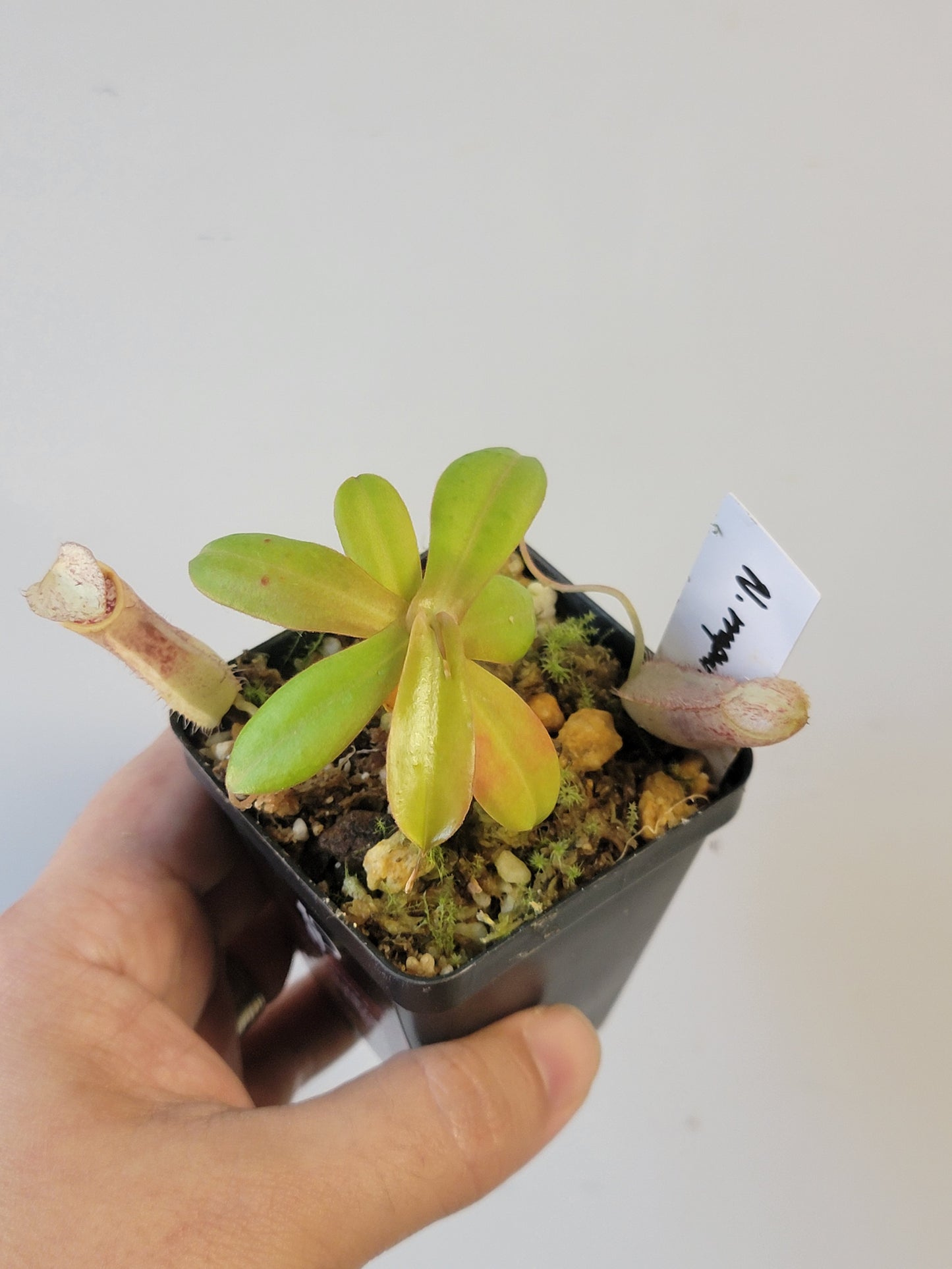 Nepenthes mapuluensis BCP