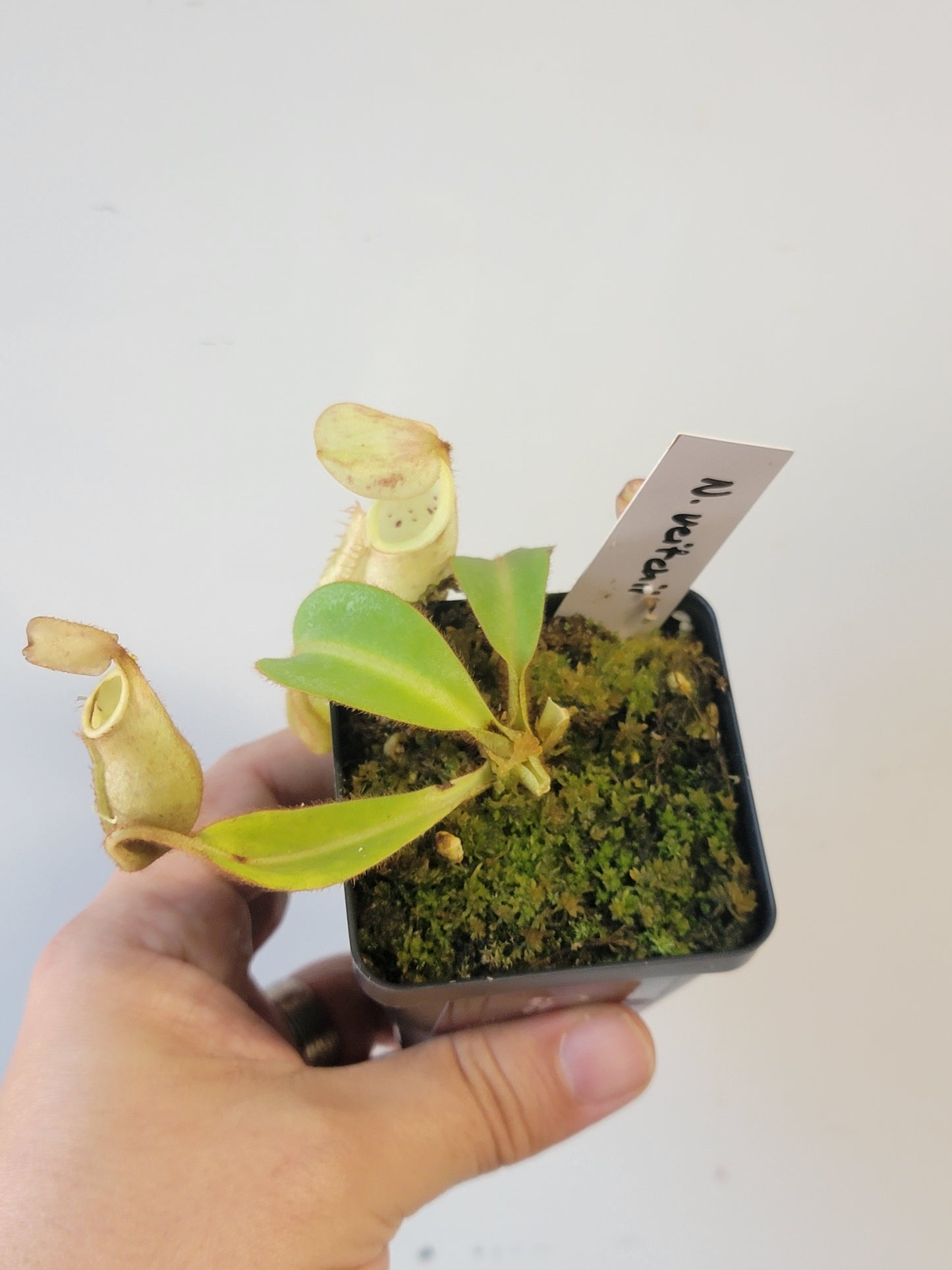 Nepenthes veitchii BCP