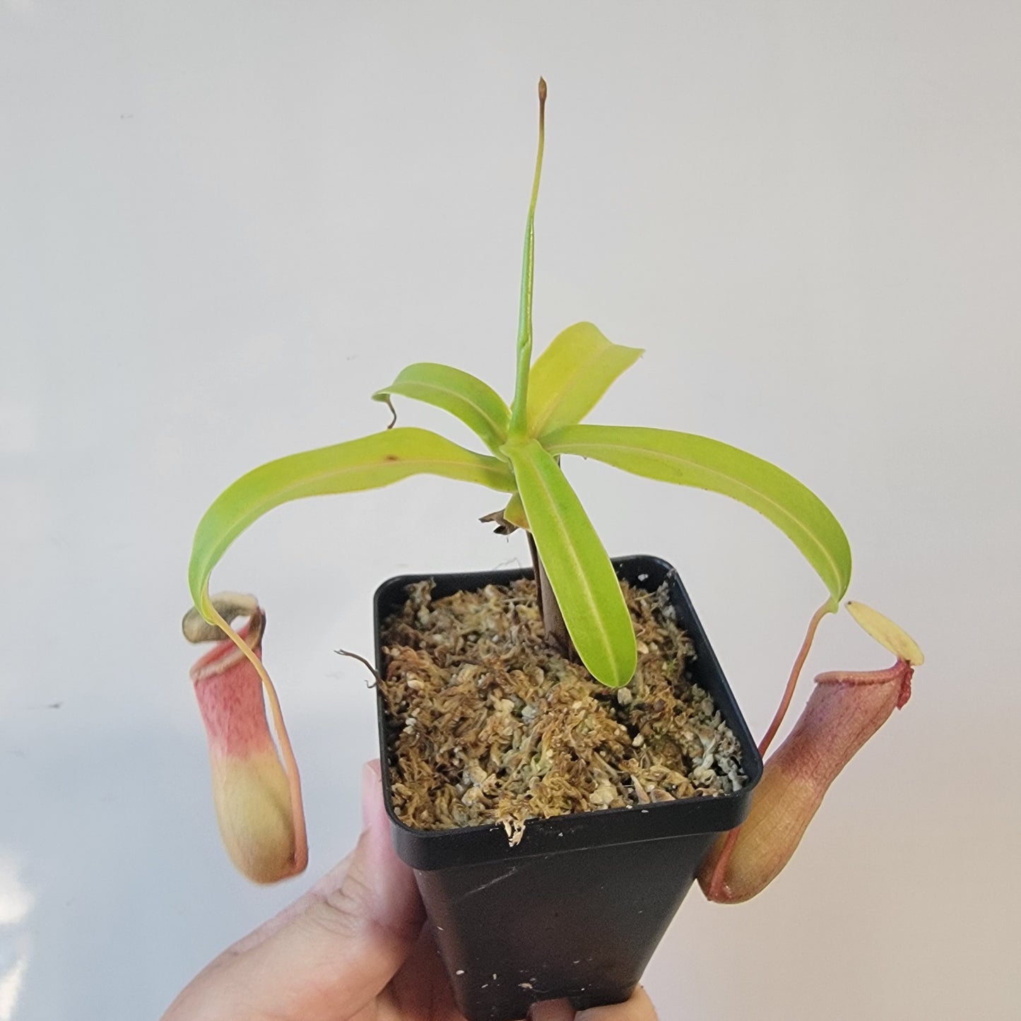 Nepenthes ventricosa 'HI clone'