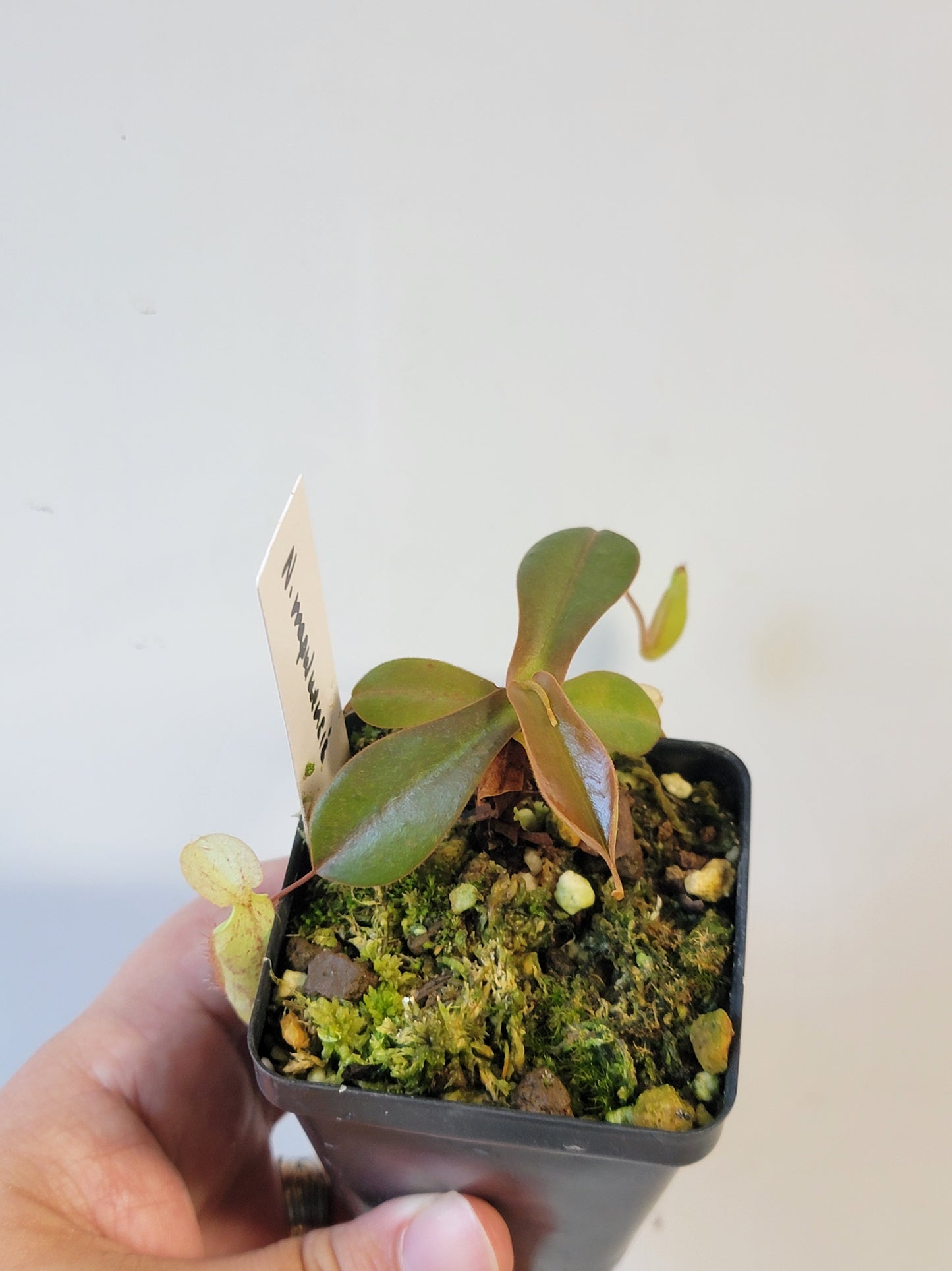Nepenthes mapuluensis BE