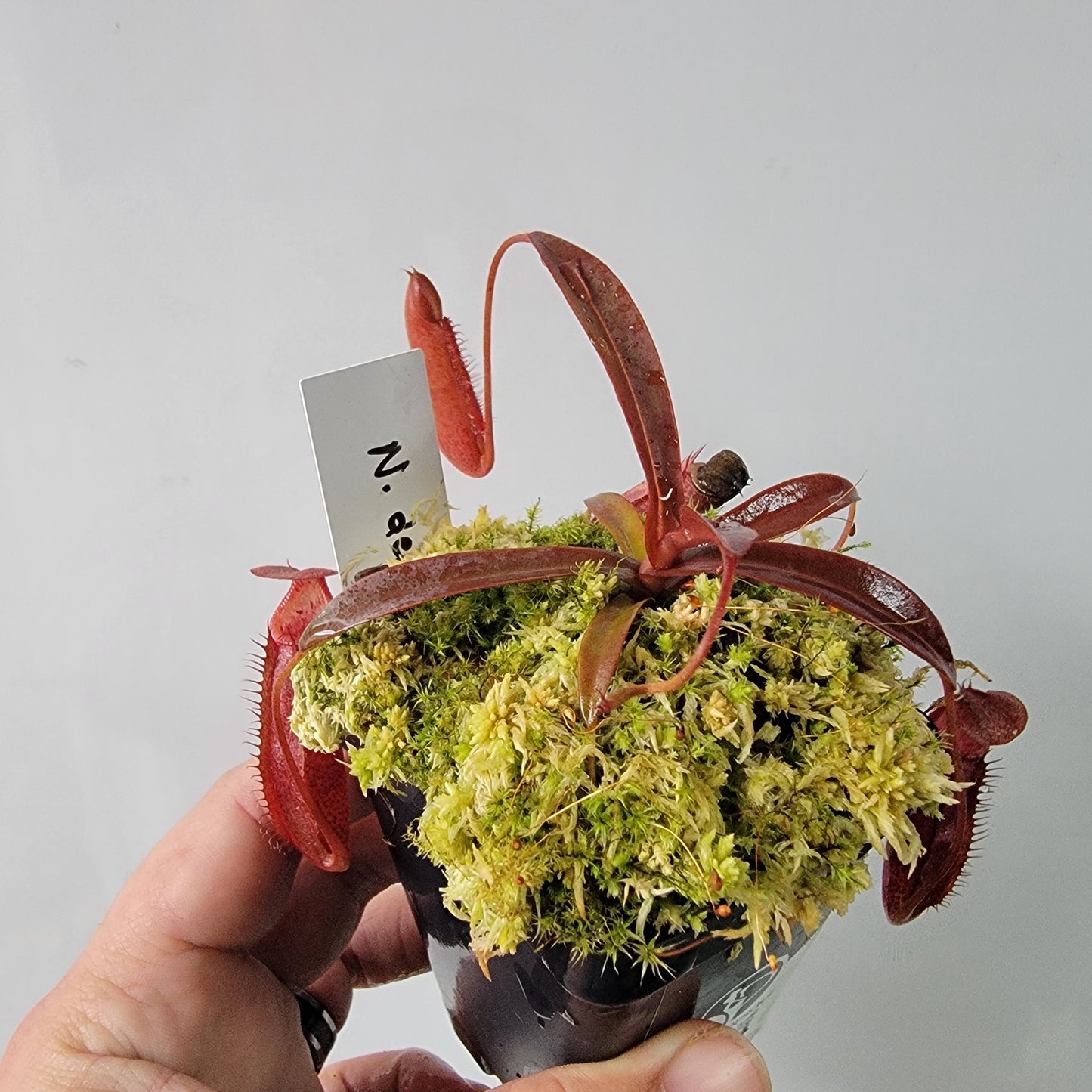 Nepenthes densiflora BE