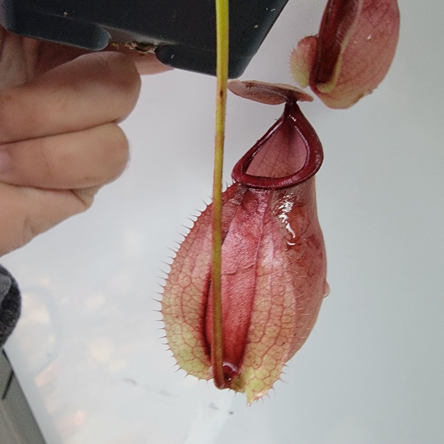 Nepenthes viking x lowii x campanulata 'Giant' PP