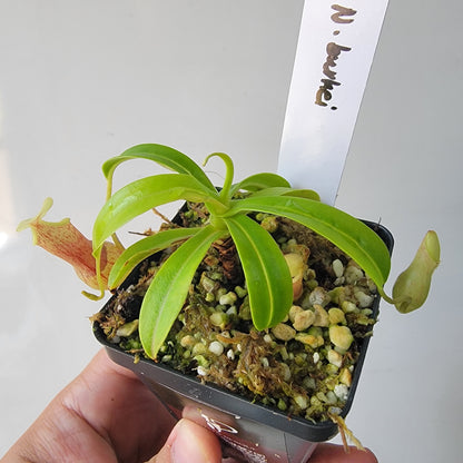Nepenthes burkei BE