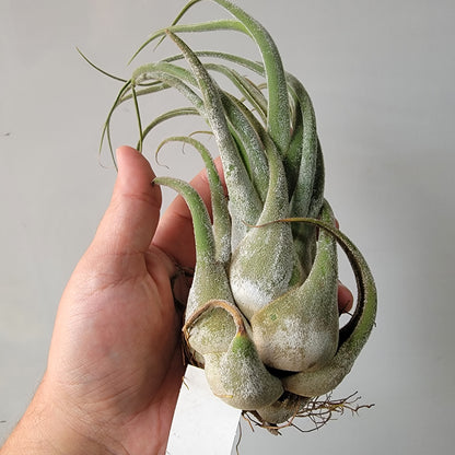 Tillandsia seleriana