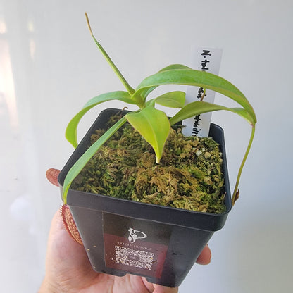 Nepenthes talangensis x spectabilis BE