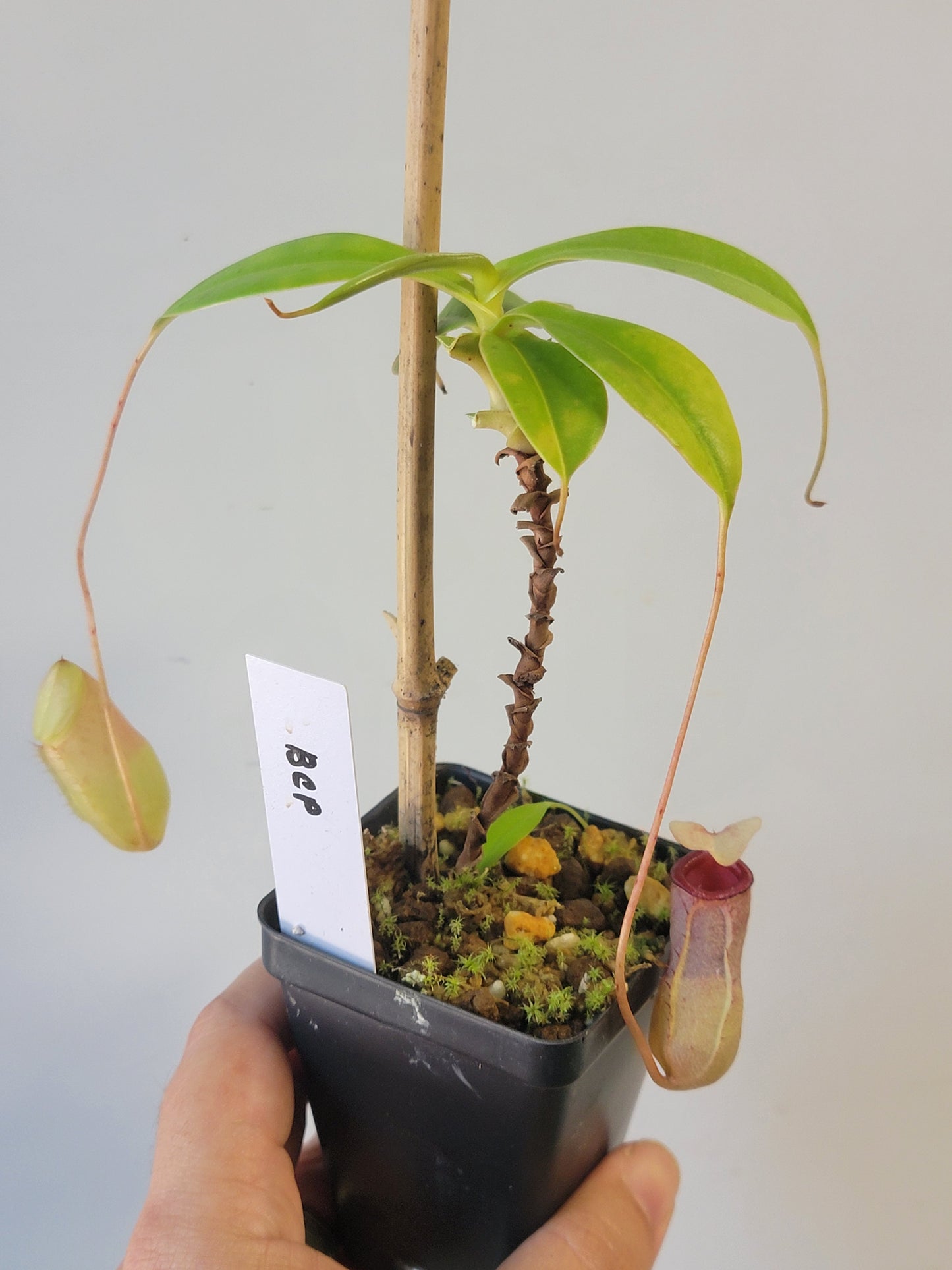 Nepenthes sibuyanensis BCP