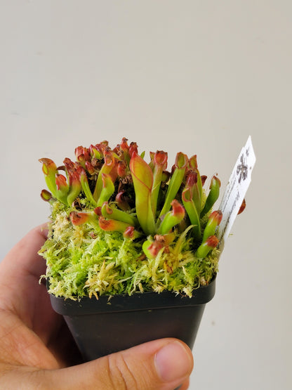 Heliamphora pulchella BCP