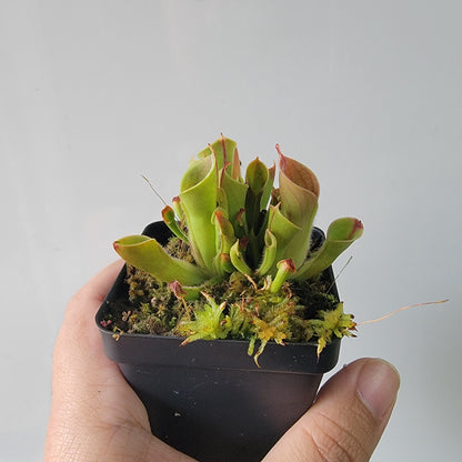 Heliamphora minor