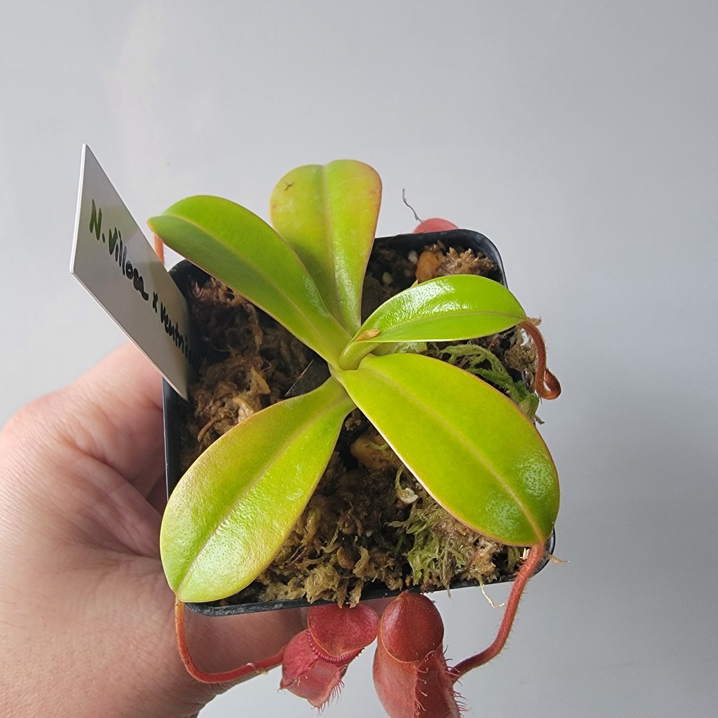 Nepenthes villosa x ventricosa BE