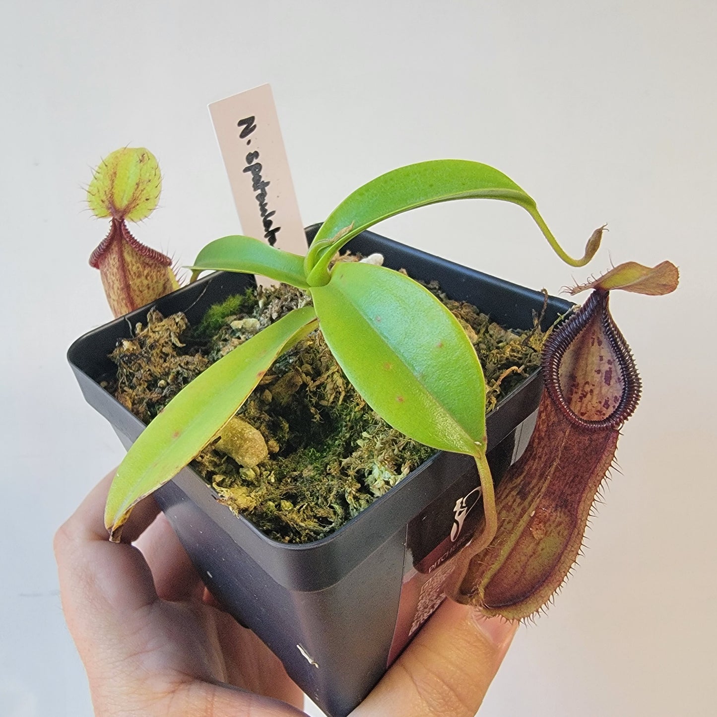 Nepenthes spathulata x hamata 'Tambusisi' BE