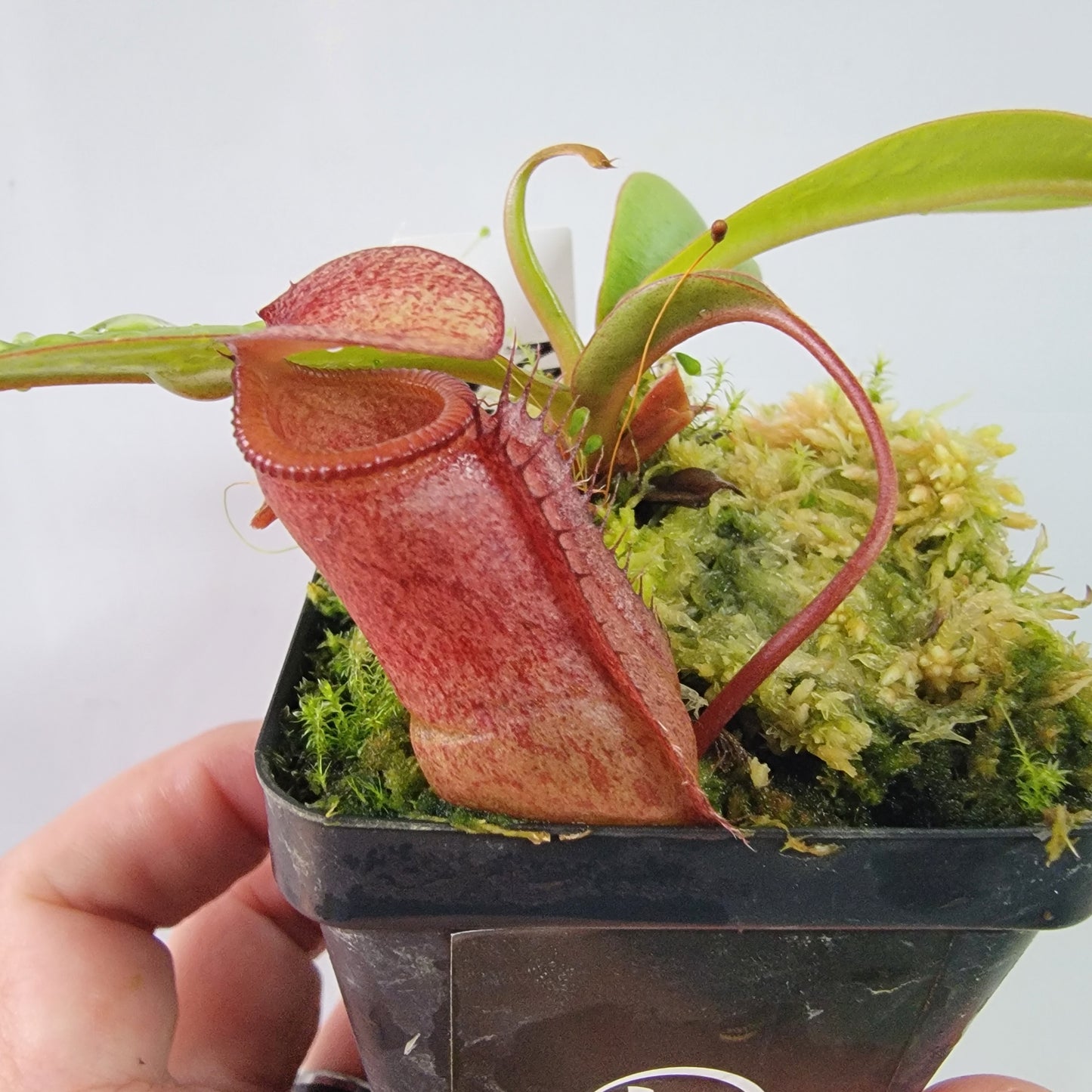 Nepenthes ventricosa x attenboroughii BE